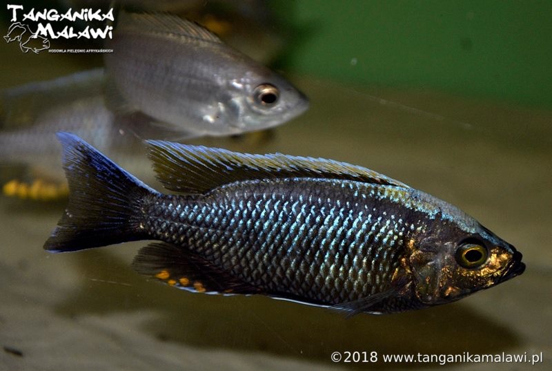 Copadichromis sp. 'virginalis kajose'
